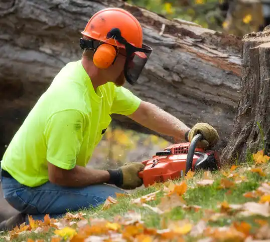 tree services Taylors Falls